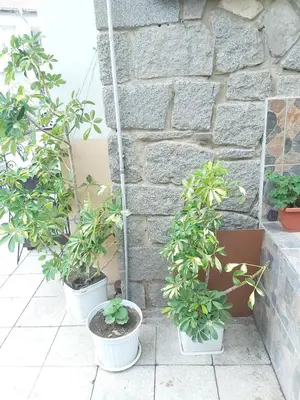 a group of potted plants sitting next to a stone wall at Kyshta za Gosti Dari Rumi 1 in Sozopol