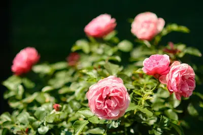 a group of pink roses in a garden at Villa Yanevi in Lozenets