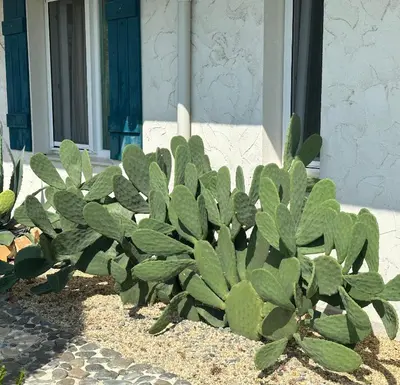 a group of green plants in front of a building at Casa de oro Alma in Sozopol