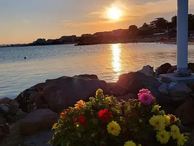 a bouquet of flowers sitting on the rocks near the water at Tanja in Sveti Vlas