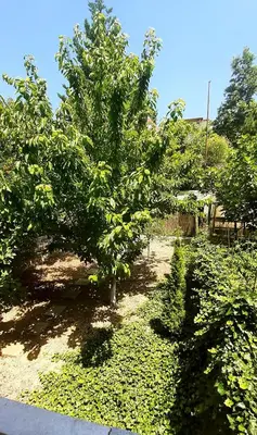 a garden with trees and shrubs on the ground at Tanja in Sveti Vlas