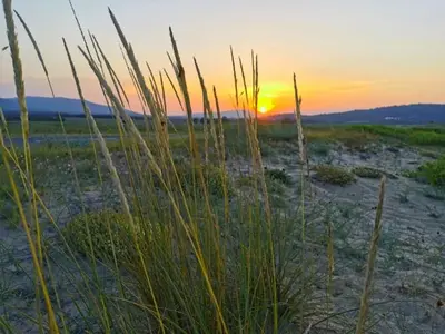 a sunset on a beach with tall grass at Guest House Dimovi in Sozopol