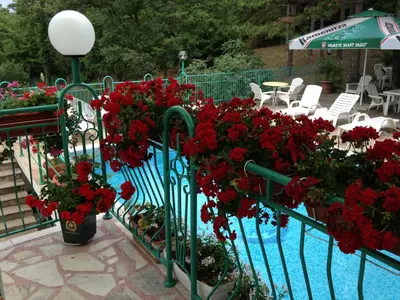 a bunch of red flowers on a fence next to a pool at Hotel Zora in Sunny Beach