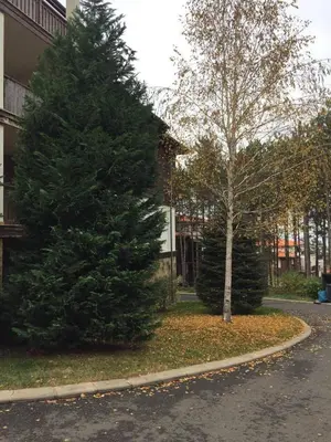 two christmas trees on the side of a street at Santa Marina Apartment 513 in Sozopol