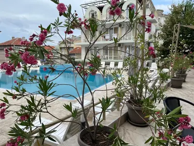 a group of plants on a table next to a pool at Hotel Onyx in Kiten