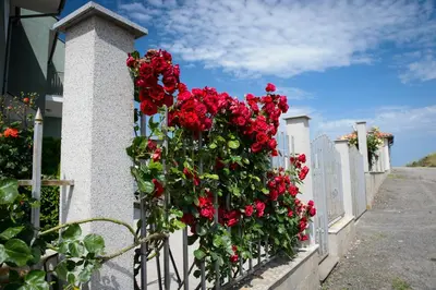 a white fence with red flowers on it at Gardenia Vacation Settlement in Sozopol
