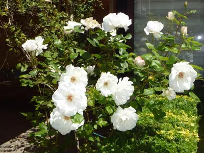 a bunch of white flowers on a plant at Apartment Tourist Complex Rose Village in Sunny Beach