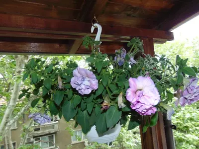 a pot of purple flowers hanging from a porch at Burgas Central Aleksandrovska in Burgas City