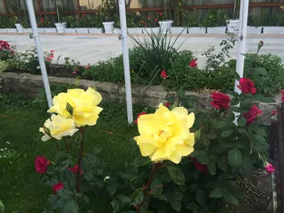 a group of yellow roses in a garden at Hotel Olymp in Sunny Beach