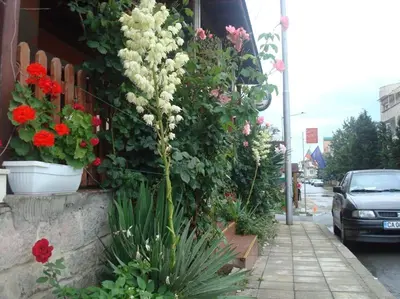 a bunch of flowers on the side of a building at Lazur Hotel in Ravda