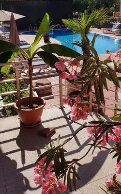 a plant in a pot next to a swimming pool at апартамент CACAO RESIDENCE in Sunny Beach