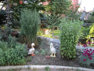 two ducks standing in a garden with plants at Guesthouse Kolevi in Lozenets