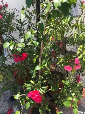a bunch of plants in pots with pink flowers at Семейна къща “Вълчеви” in Kiten