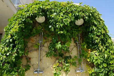 a bunch of plants are growing on a wall at Sun Village Family Houses in Byala