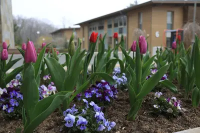 a garden with purple and red tulips and purple flowers at Вилно селище 