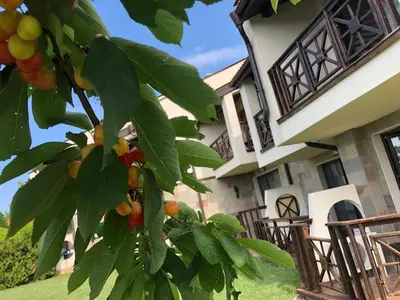 a tree with fruit in front of a house at Menada Imperial Heights Villas in Sunny Beach