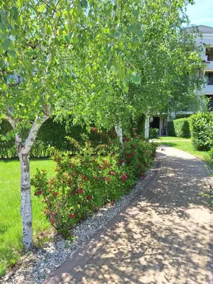 a path with trees and flowers in a park at Alex Studio, Sozopol, Kavaci in Sozopol