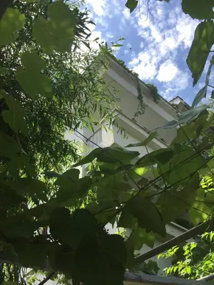a building is seen through the leaves of a tree at Guest House Barbov in Obzor