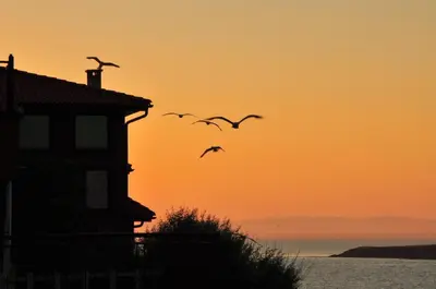 two birds flying in front of a house at sunset at Deep Blue Guest House in Sozopol