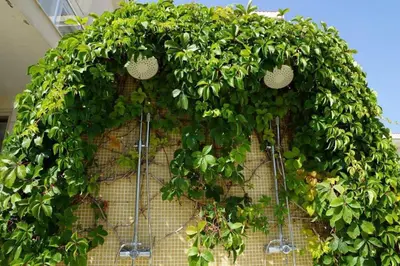 a bunch of plants are growing on a wall at Sun Village Villa 6 in Byala