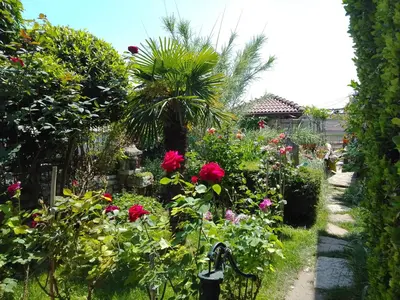 a garden with pink flowers and a palm tree at Guest House Amazonka in Varna City