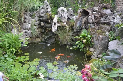 a garden with a pond with a fish in it at Guest House Amazonka in Varna City