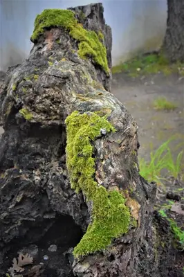 a tree stump with green moss on it at Bungalows Dani in Kamchia