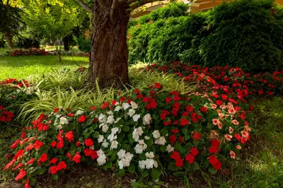 a bunch of red and white flowers in front of a tree at Menada Grand Resort Apartments in Aheloy