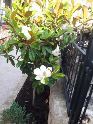 a plant with white flowers next to a fence at Neli Sea Villa in Sozopol