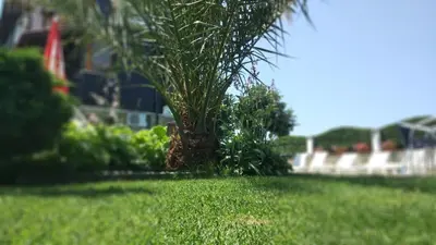 a palm tree sitting in the middle of a lawn at Sani Holiday Village in Sozopol