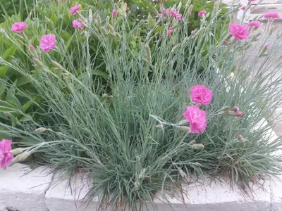 a bunch of pink flowers in a garden at Къща Наде in Tsarevo