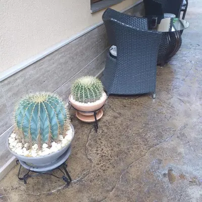 two cactuses in pots sitting next to a chair at Time out in Sozopol