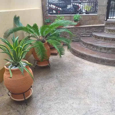 a group of potted plants sitting next to a building at Time out in Sozopol
