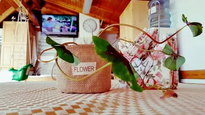 a plant in a basket on a table at Апартамент КИМАКО, 100м2 на цена за хотелска стая за двама in Tsarevo