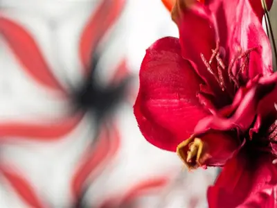 a red flower in front of an american flag at Luxury Apartments Burgas in Burgas City