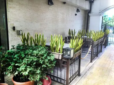 a group of potted plants in a greenhouse at Sea View Apartment free parking in Primorsko