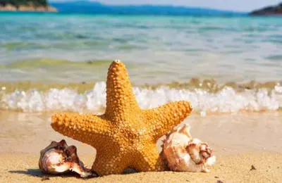 a starfish and seashells laying on the beach at Summer Apart Janet in Obzor