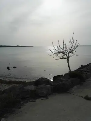 a tree sitting on some rocks near the water at ЛЕСО-Зара студио in Ravda