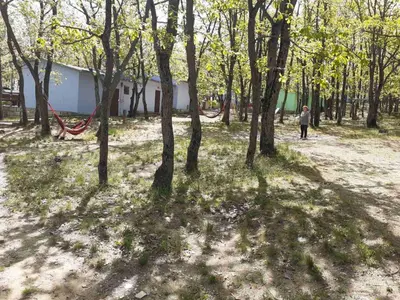 a person walking through a forest with trees at Бунгала Дъбрава in Shkorpilovtsi