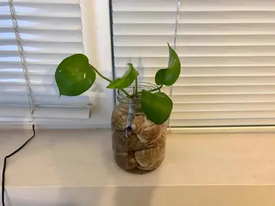 a plant in a glass jar on a window sill at Ssenyange Guest House in Varna City