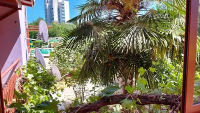 a palm tree is growing next to a building at Апартамент Златна дюна-Фешева in Nesebar
