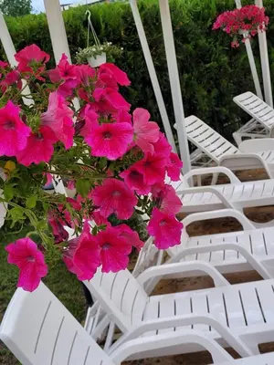 a bunch of white chairs with pink flowers on them at Studio VIP-ZONE in Sunny Beach
