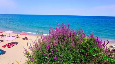 a beach with umbrellas and chairs and the ocean at Byala Vista Beach Apartments D - Бяла Виста Бийч Апартментс Д in Byala