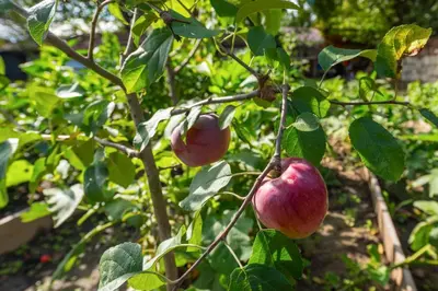 a bunch of apples hanging from a tree at Villa Viara in Pchelnik