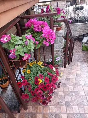 a bunch of flowers in pots on a rack at DAMARIS in Sozopol