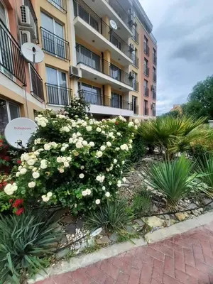 a bush of white flowers in front of a building at Spokojne wakacje w Bułgarii in Sunny Beach