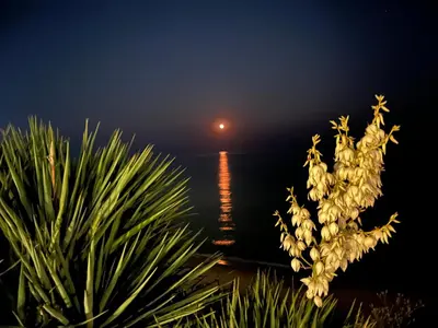a plant with white flowers next to a body of water at Sun Wave Apartment Presige in Sveti Vlas