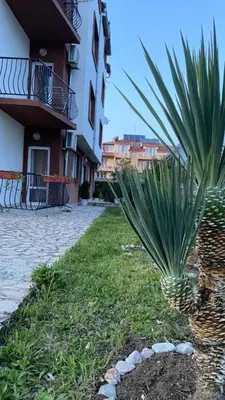 a palm tree in front of a building at Studio Seaven, Lozenets in Lozenets
