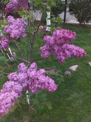 a bush of purple flowers in the grass at къща за гости Градина in Aheloy
