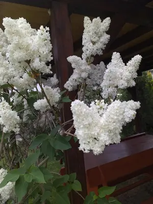 a bush of white flowers in a window at къща за гости Градина in Aheloy